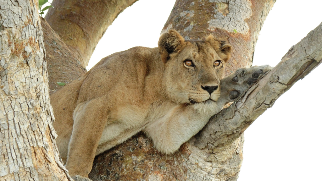 Ishasha targets recovery of tree-climbing lions